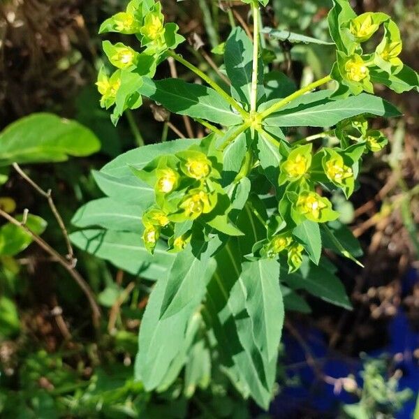 Euphorbia platyphyllos Floare