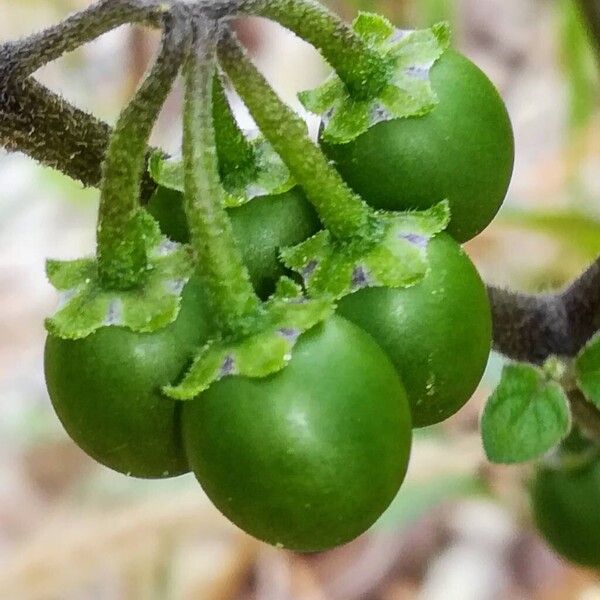 Solanum villosum Fruit