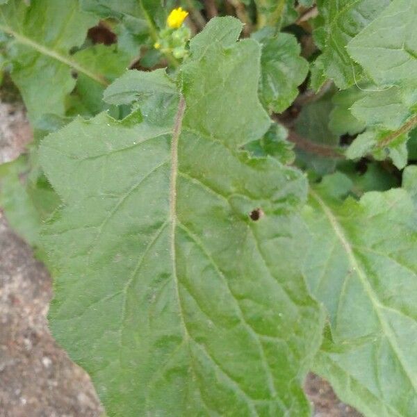 Youngia japonica Leaf