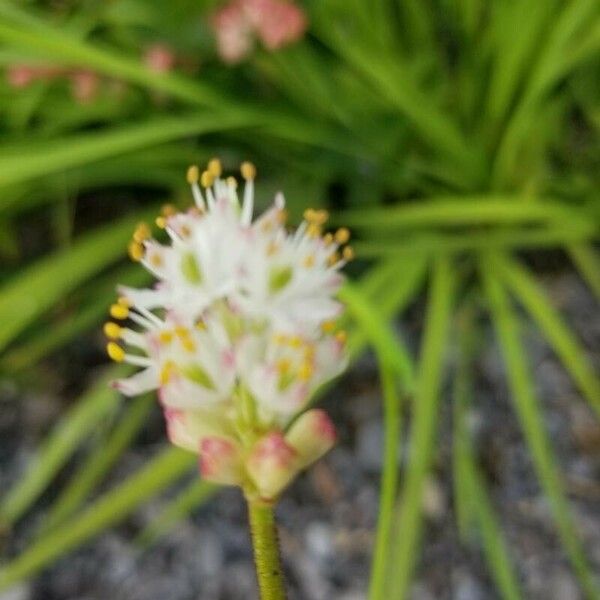 Triantha glutinosa Flower