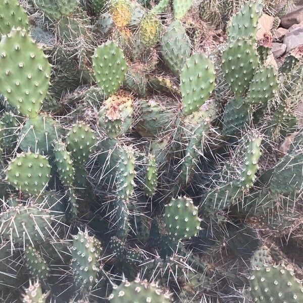 Opuntia polyacantha Folha