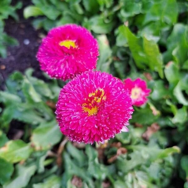 Bellis rotundifolia Flower