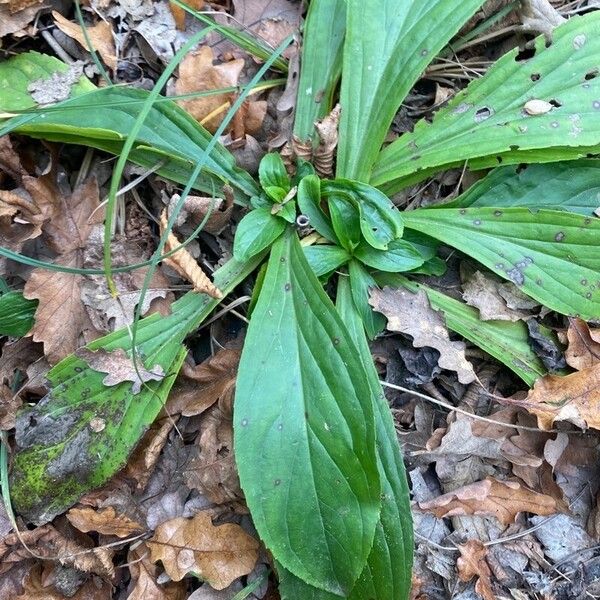 Digitalis lutea Levél