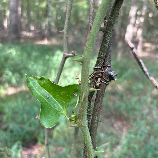 Smilax bona-nox Levél