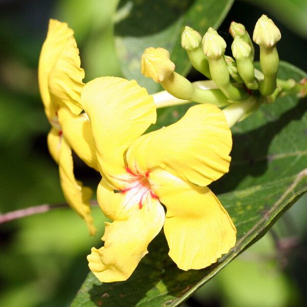 Mandevilla rugellosa 花