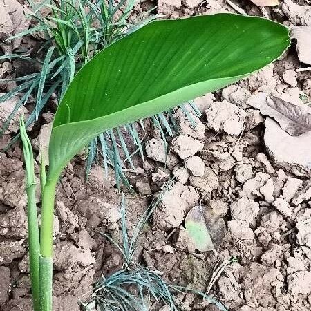 Curcuma aromatica Foglia