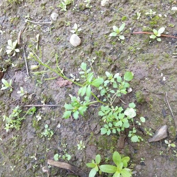 Cardamine bonariensis List