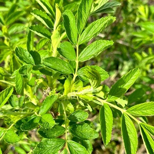 Rosa blanda Blad