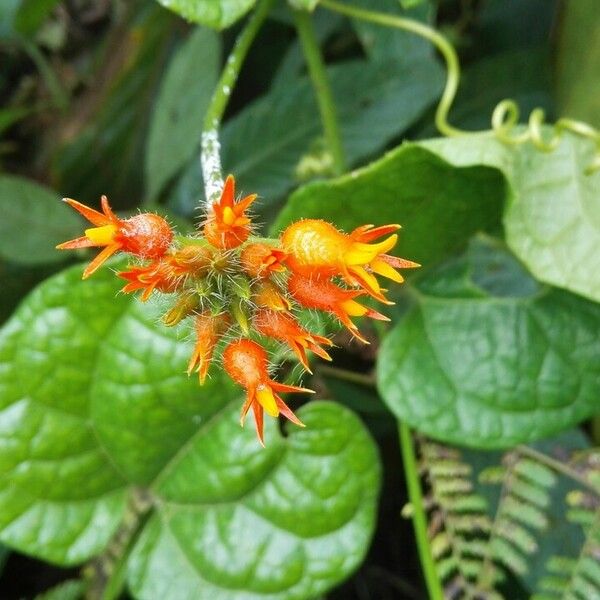 Gurania bignoniacea Flower