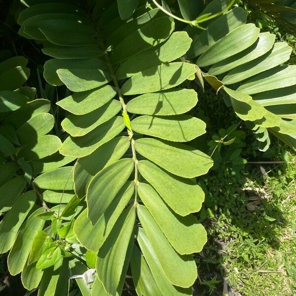 Zamia furfuracea Φύλλο