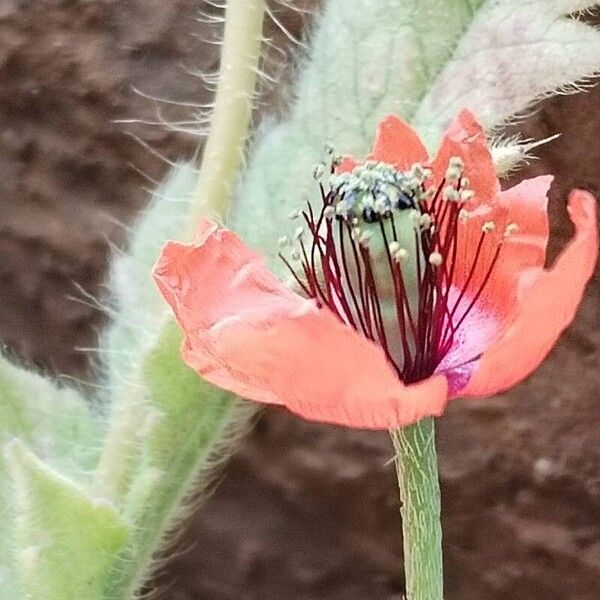 Papaver pinnatifidum Çiçek