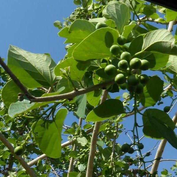 Cordia myxa 葉