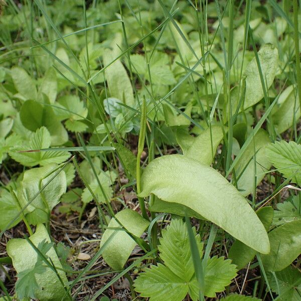 Ophioglossum vulgatum Folha