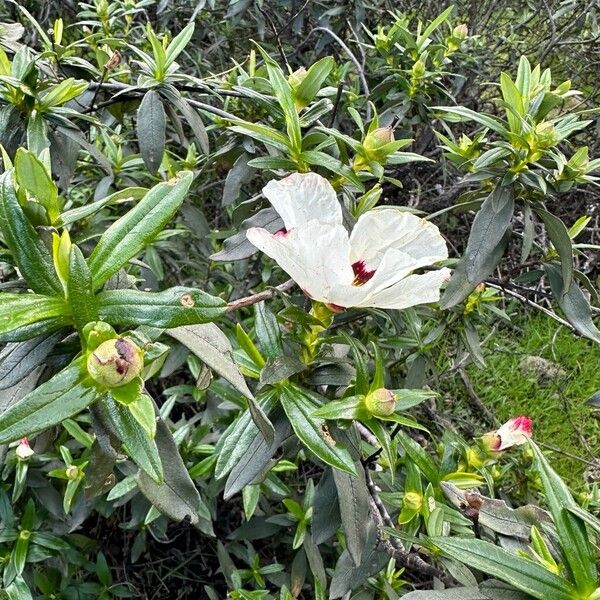 Cistus ladanifer 葉