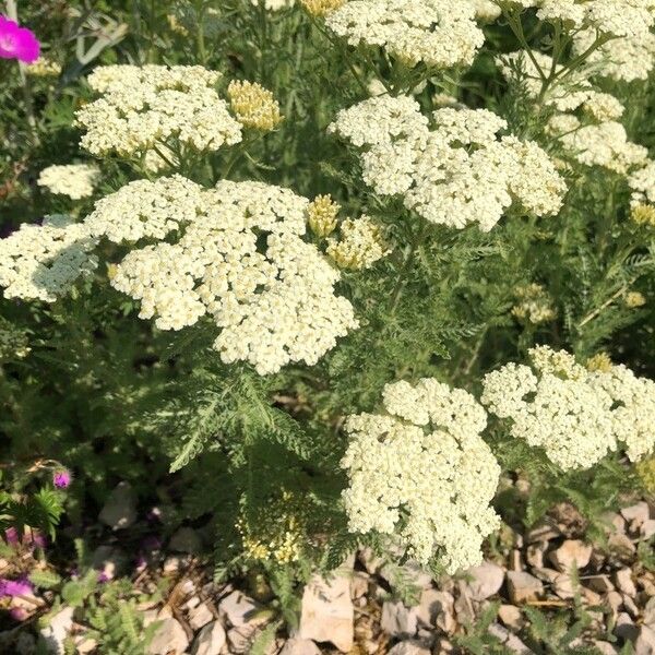 Achillea crithmifolia Õis