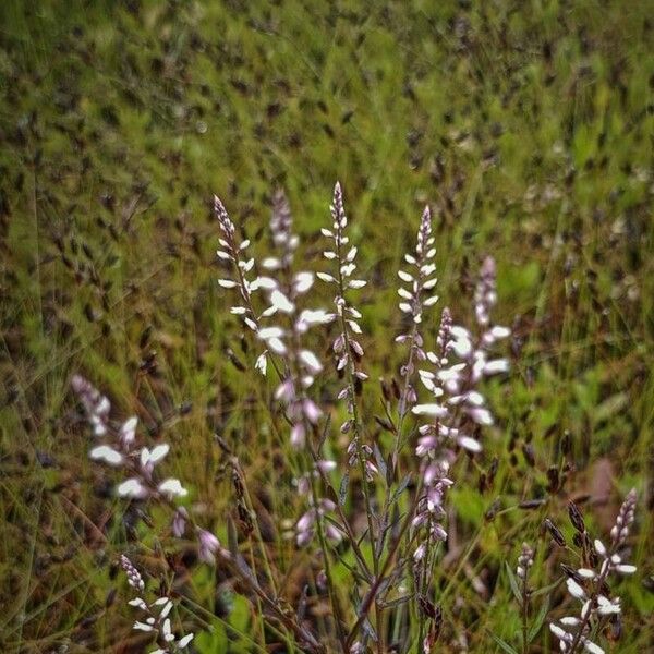 Polygala paniculata Blomst