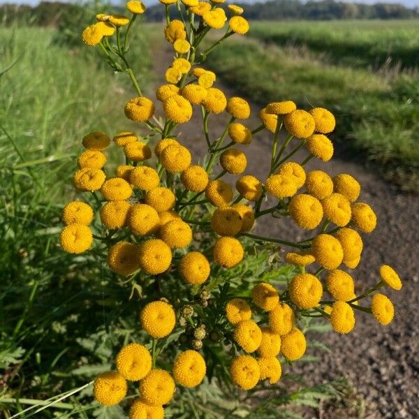 Tanacetum vulgare Květ