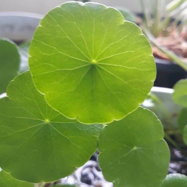 Hydrocotyle umbellata Lehti