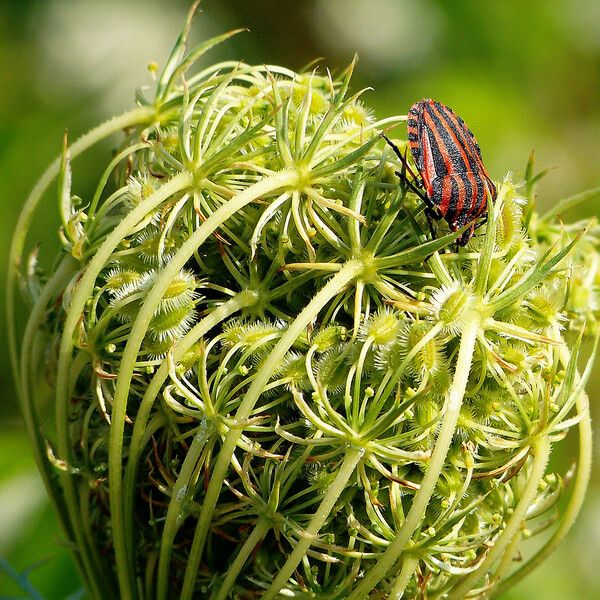 Daucus carota Ffrwyth