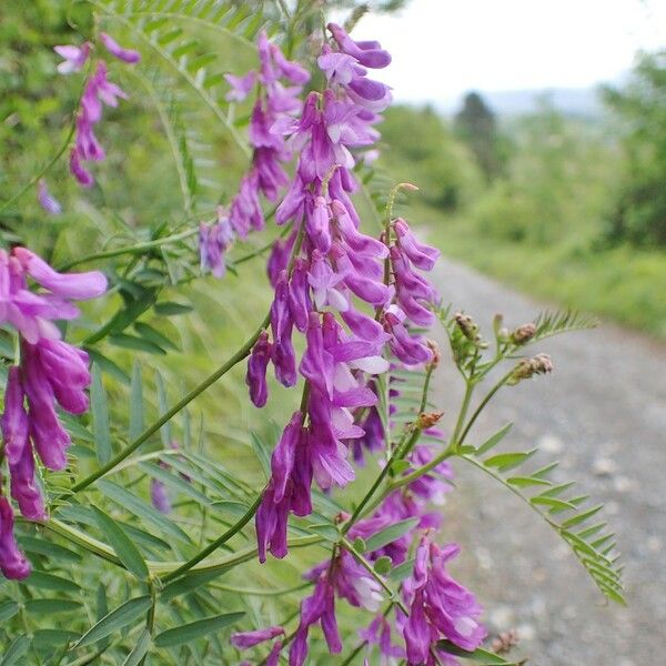 Vicia tenuifolia Habit