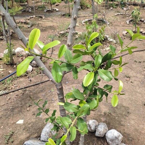 Manilkara hexandra Blad