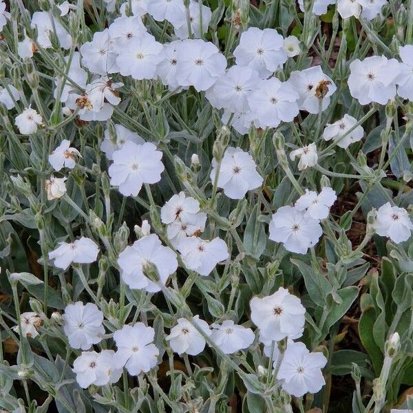 Silene coronaria 整株植物