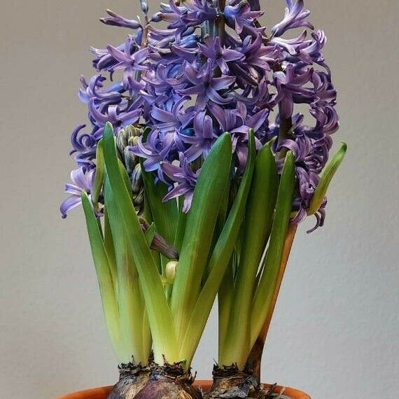 Hyacinthus orientalis Elinympäristö