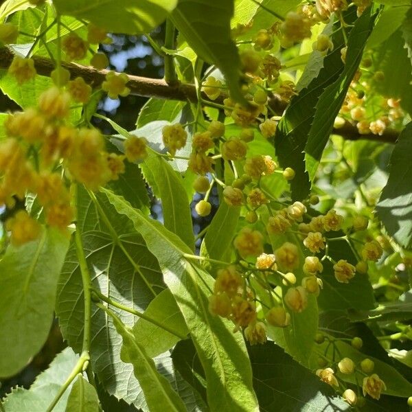 Tilia americana ফুল