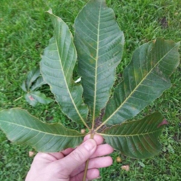 Aesculus indica Folha