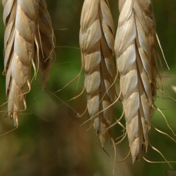 Bromus squarrosus 花