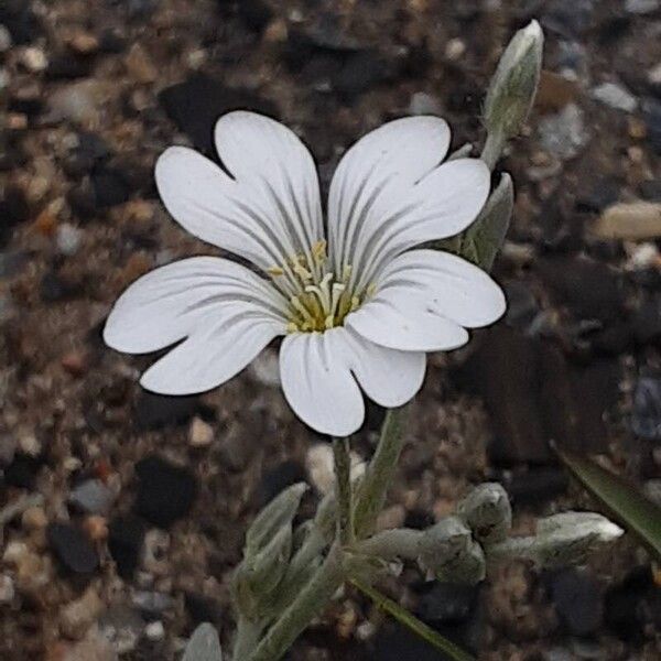 Cerastium tomentosum Fiore