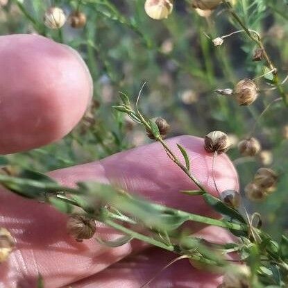 Linum austriacum Blatt