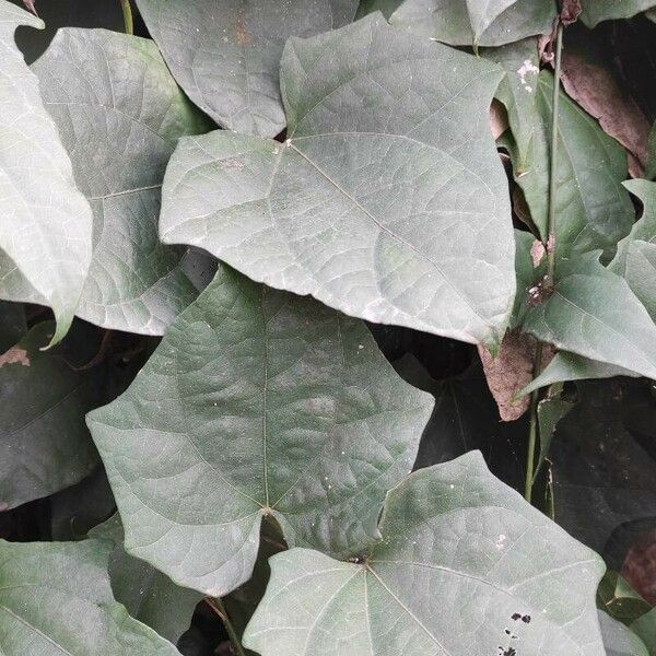 Thunbergia grandiflora Leaf