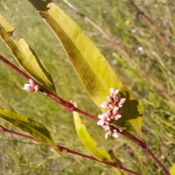 Persicaria maculosa Blad