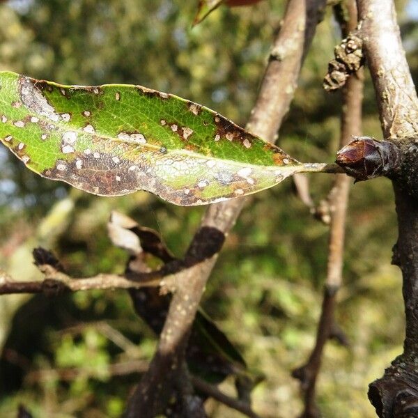 Pyrus spinosa List