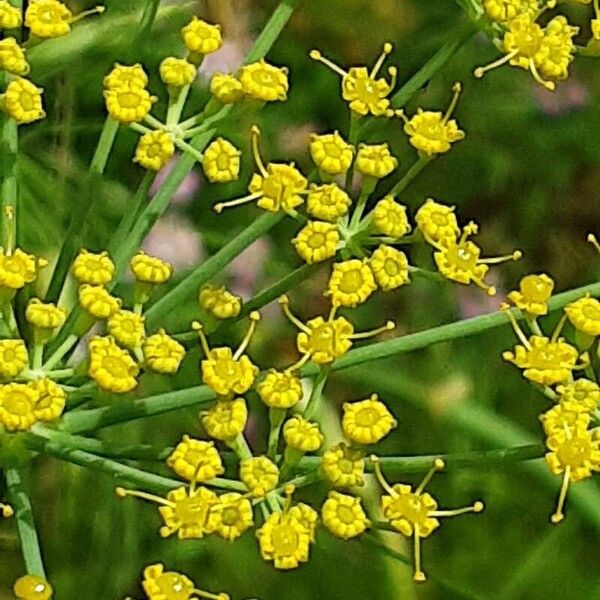 Foeniculum vulgare Õis