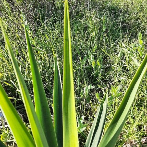 Agave sisalana Blad