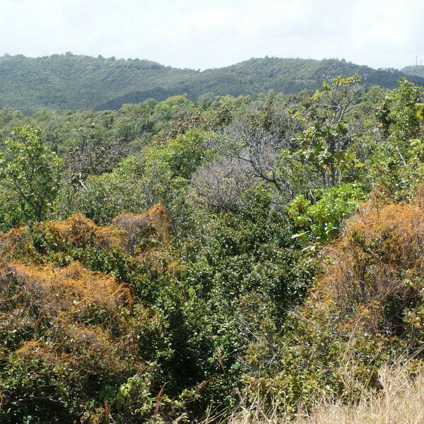 Cassytha filiformis Habit