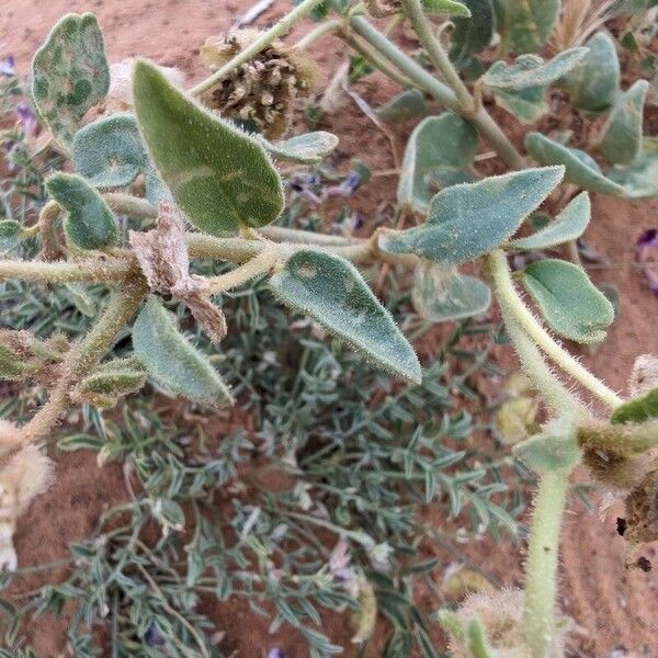 Abronia fragrans Feuille