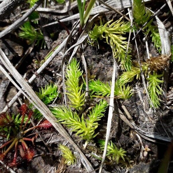 Lycopodiella inundata Leaf