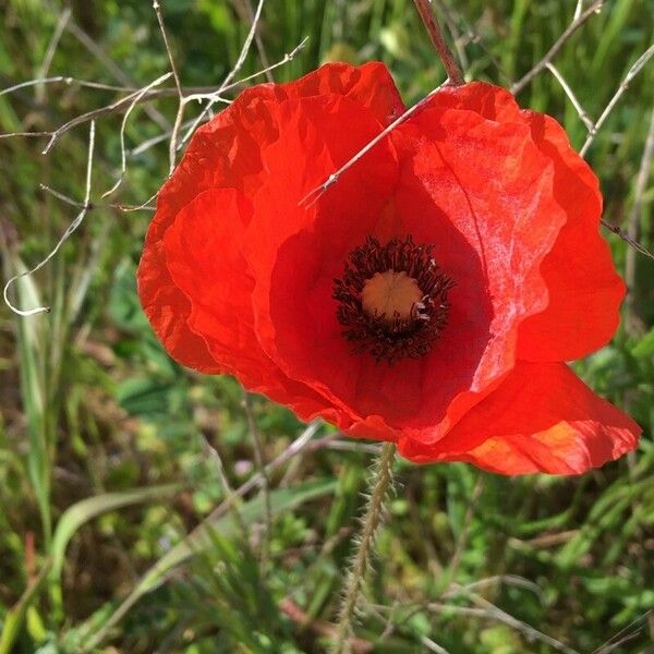 Papaver apulum Flor