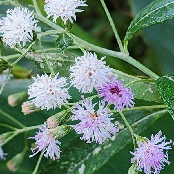 Vernonia polyantha Λουλούδι