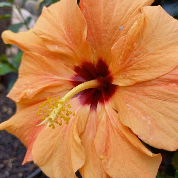 Hibiscus rosa-sinensis Blomst