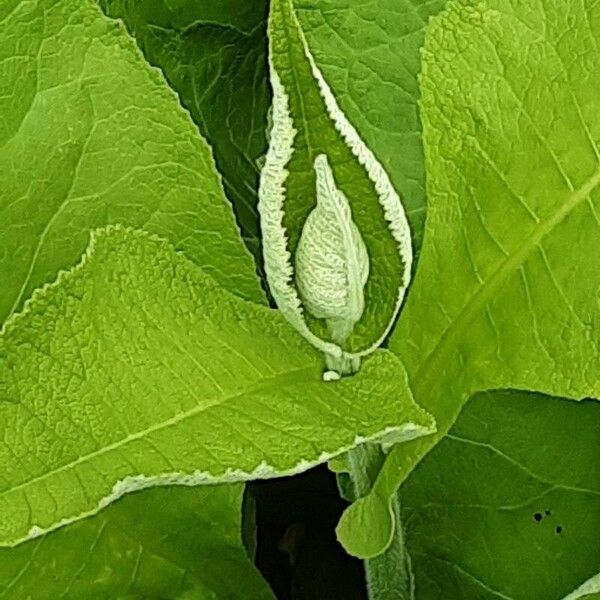 Inula helenium Leaf