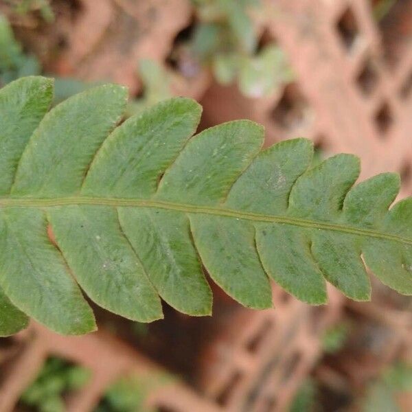 Blechnum spicant Leaf