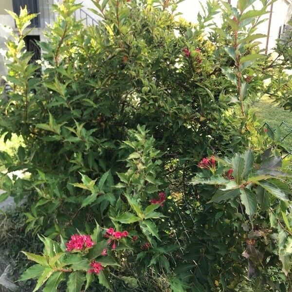 Weigela florida 形態