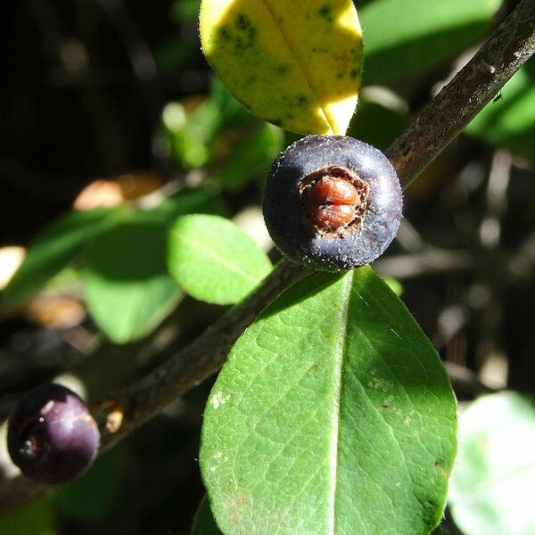 Cotoneaster nummularius 果實