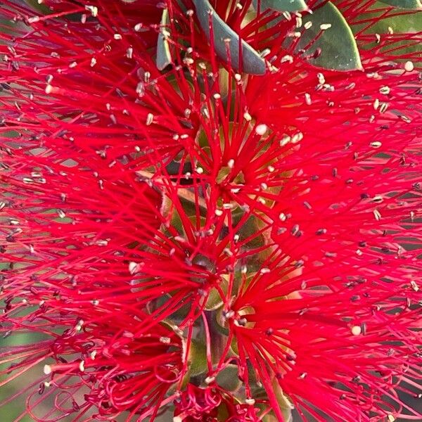 Melaleuca rugulosa Blomst