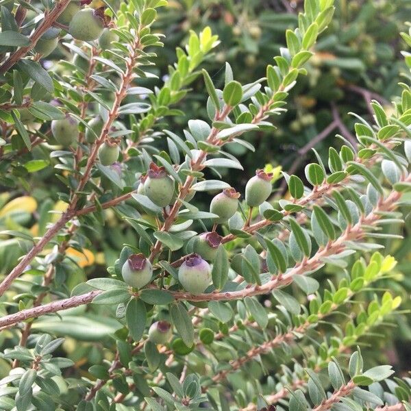 Myrtus communis Fruit