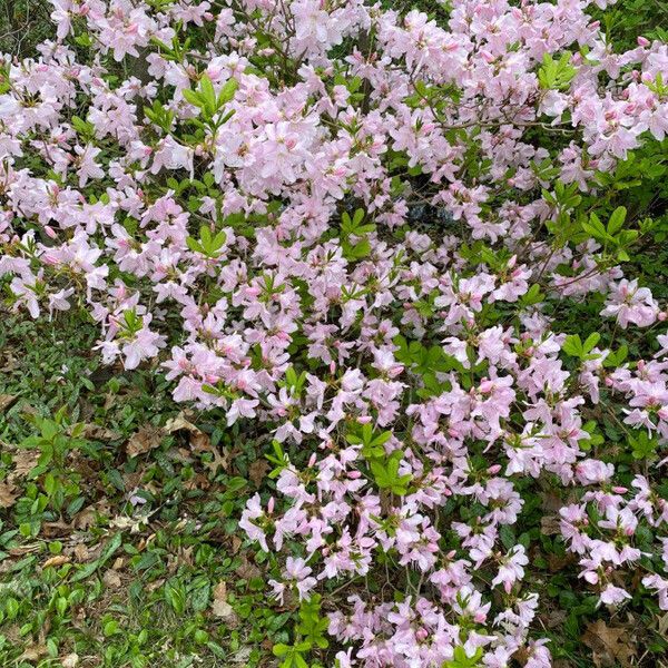 Rhododendron schlippenbachii Habit